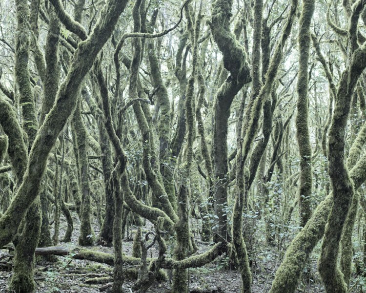 Fernando Maselli_Garajonay (2)