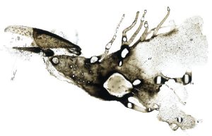 Luis_Moro,_Microcosmos