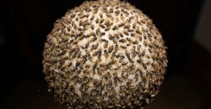 maria_fernanda-cardoso