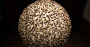 maria_fernanda-cardoso